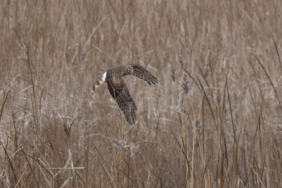 Northern Harrier - ML646255292