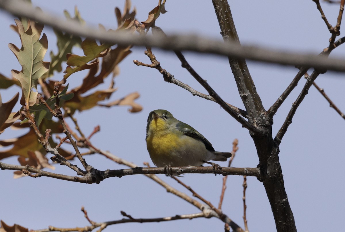 Очковая древесница - ML646255295