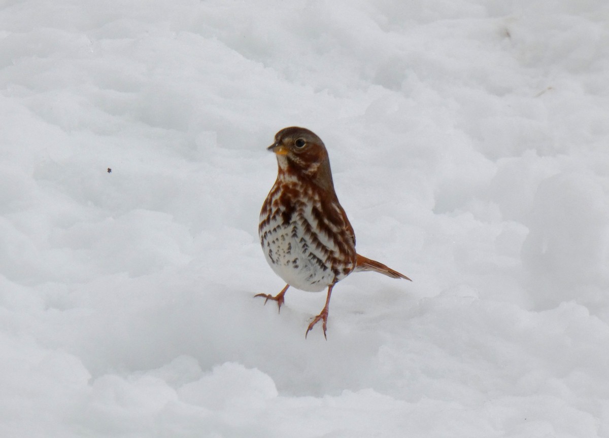 Fox Sparrow - ML646255297