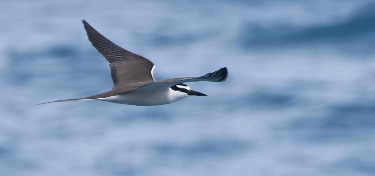 マミジロアジサシ - ML646255299