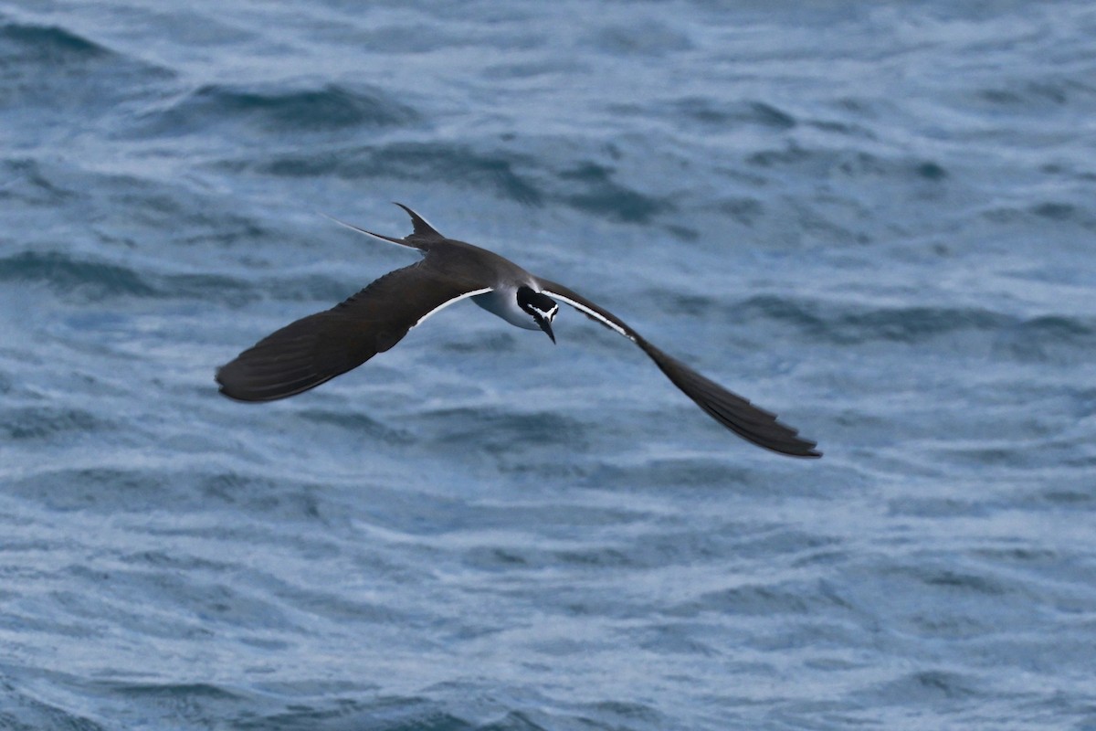 マミジロアジサシ - ML646255300