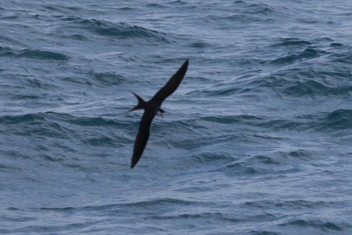 マミジロアジサシ - ML646255302