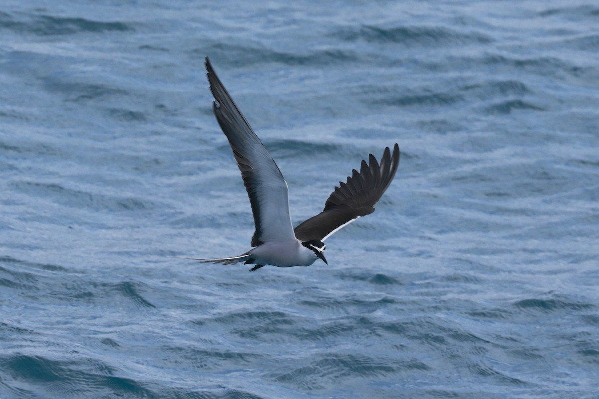 マミジロアジサシ - ML646255303