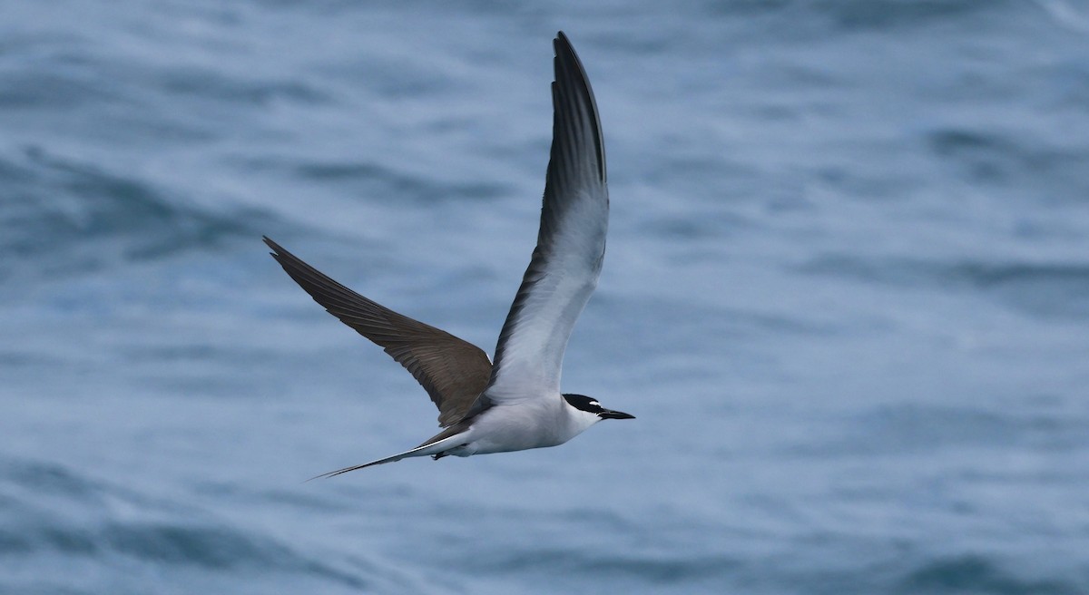 マミジロアジサシ - ML646255304