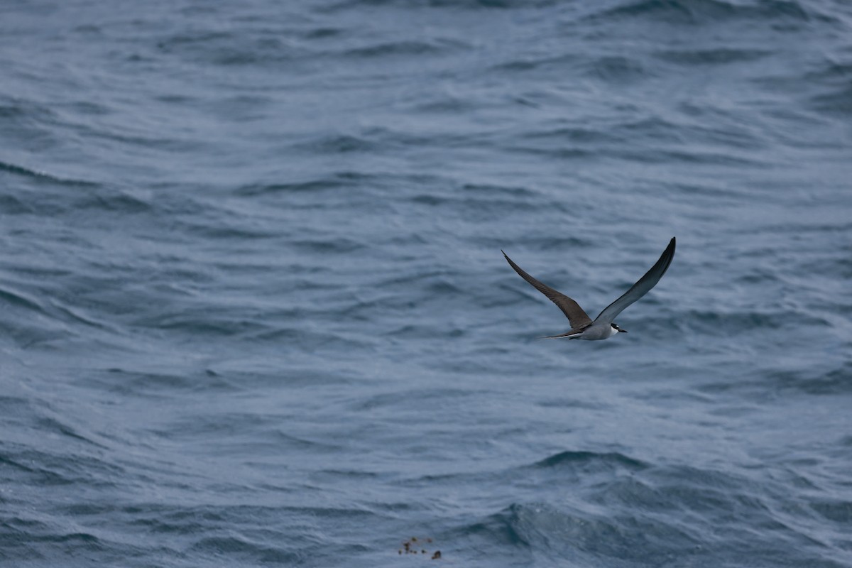 マミジロアジサシ - ML646255305