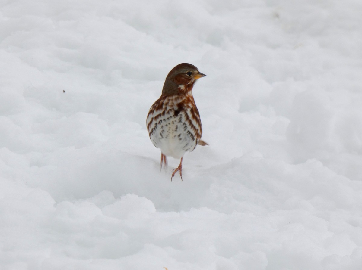 Fox Sparrow - ML646255306