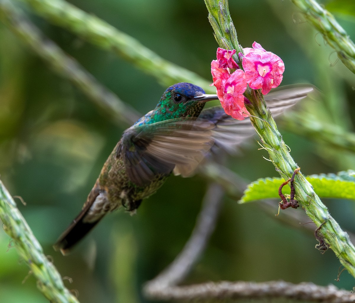 Ariane à front bleu - ML646255308