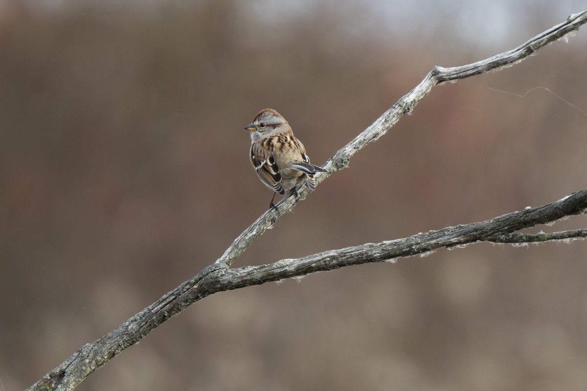 American Tree Sparrow - ML646255309