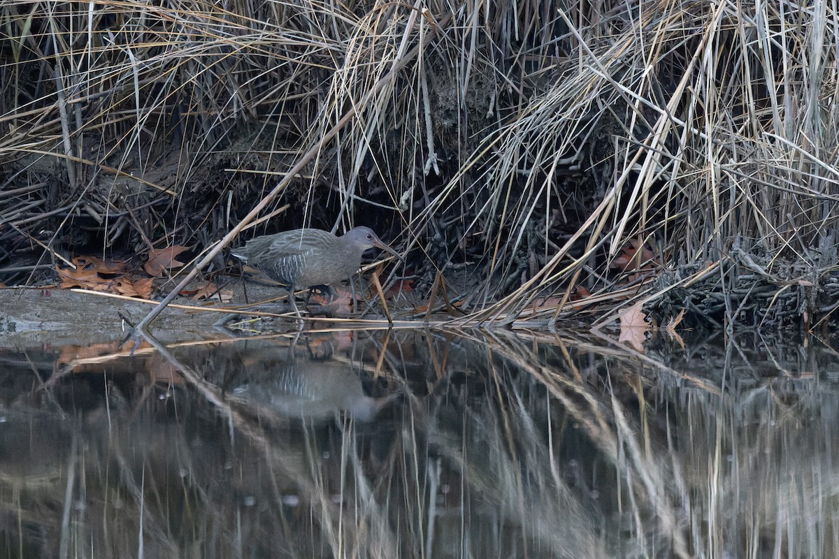 chřástal atlantický - ML646255323