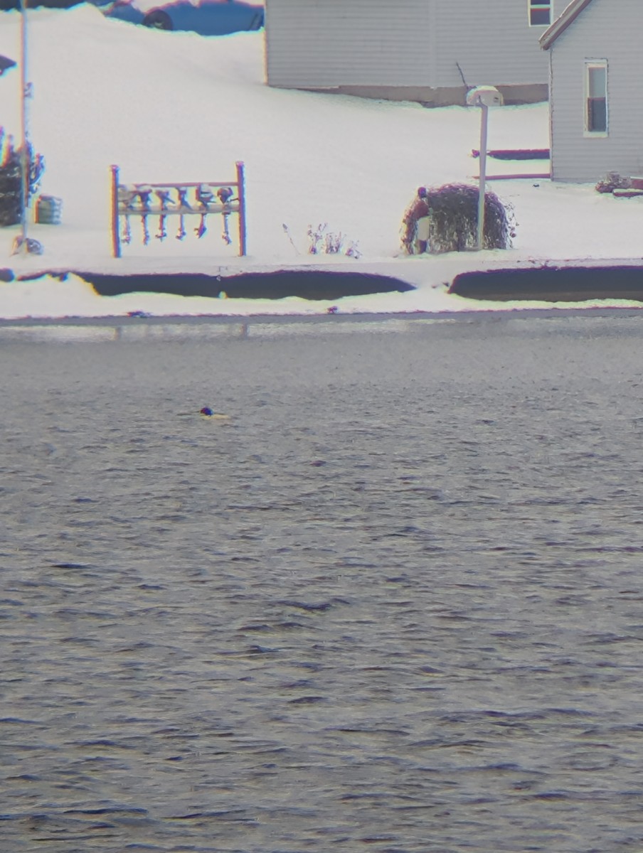 Common Merganser - ML646255325