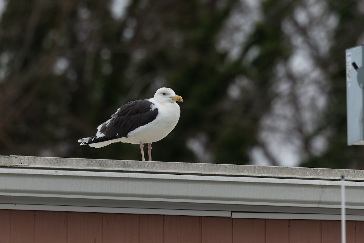 Great Black-backed Gull - ML646255328