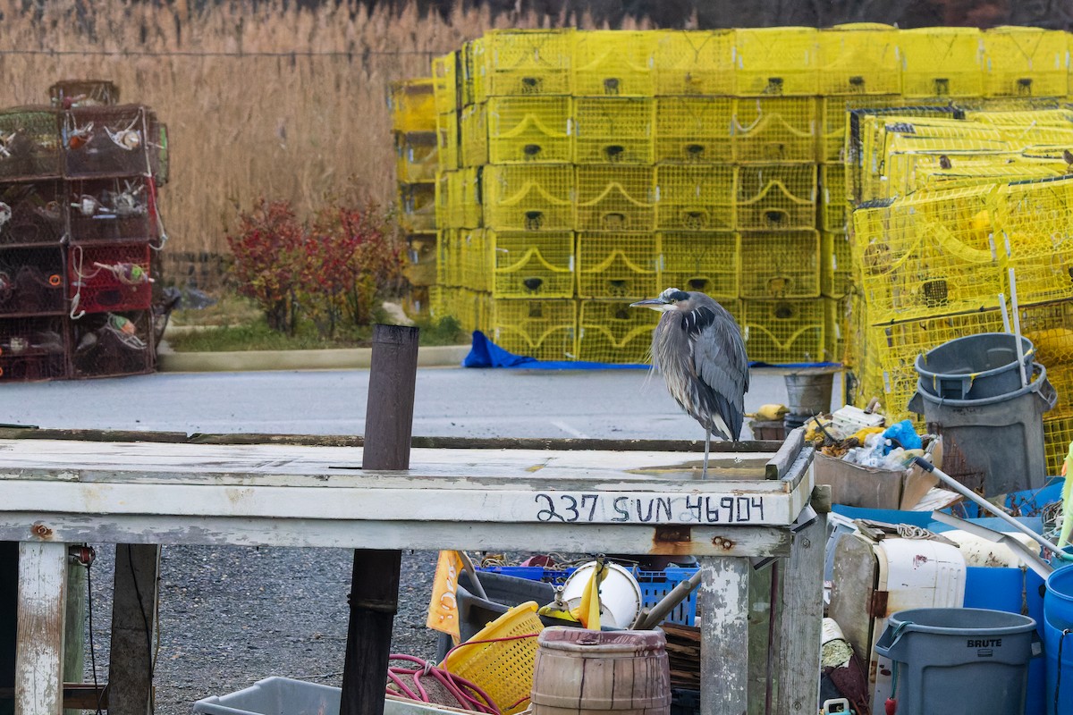 volavka velká - ML646255331