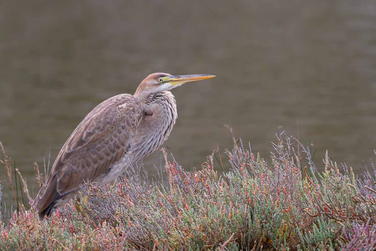 Purple Heron - ML646255334