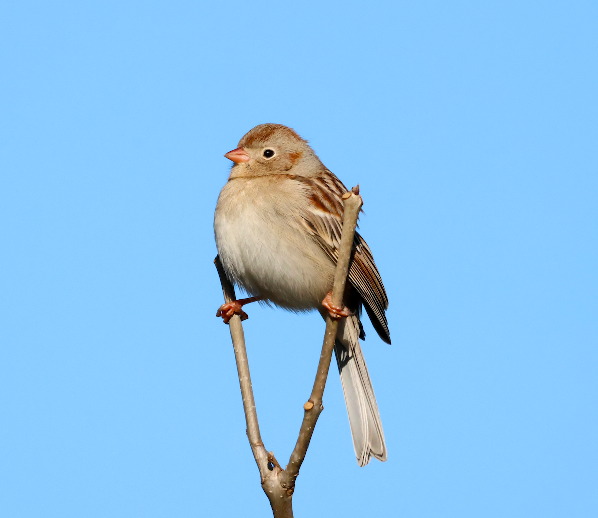 Field Sparrow - ML646255335
