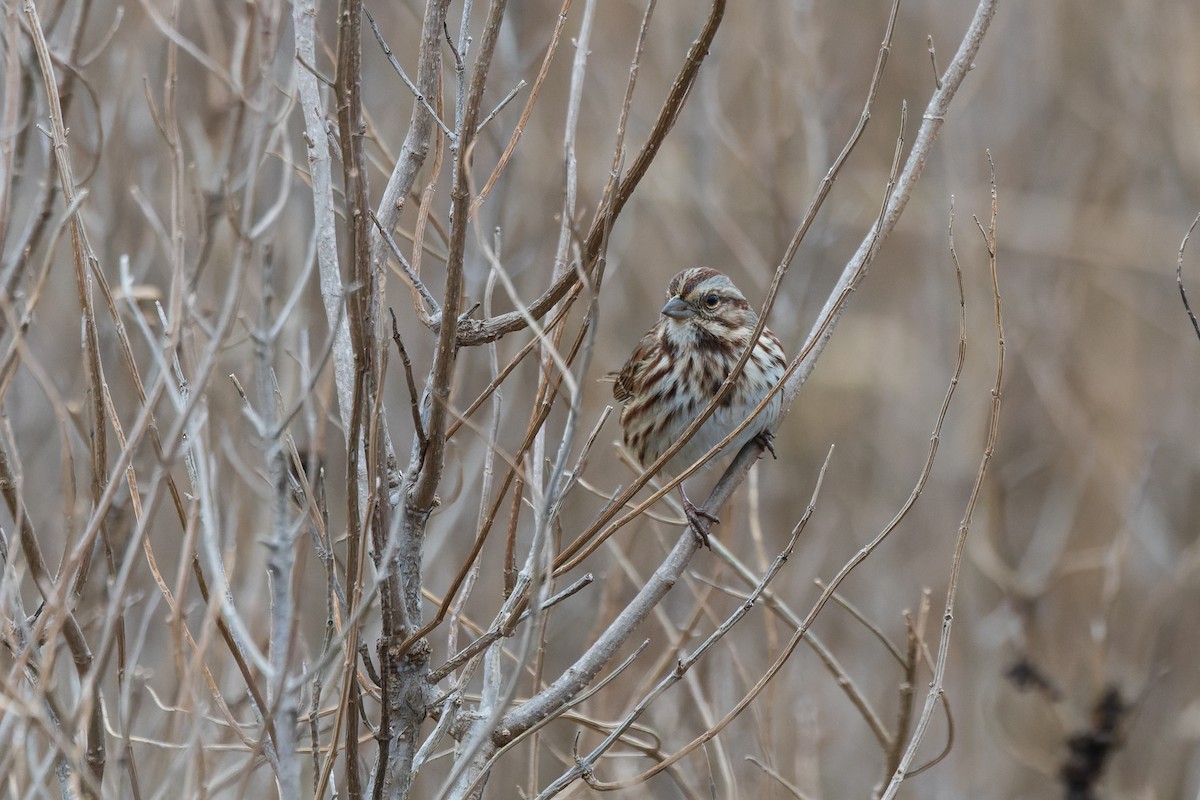 strnadec zpěvný - ML646255336