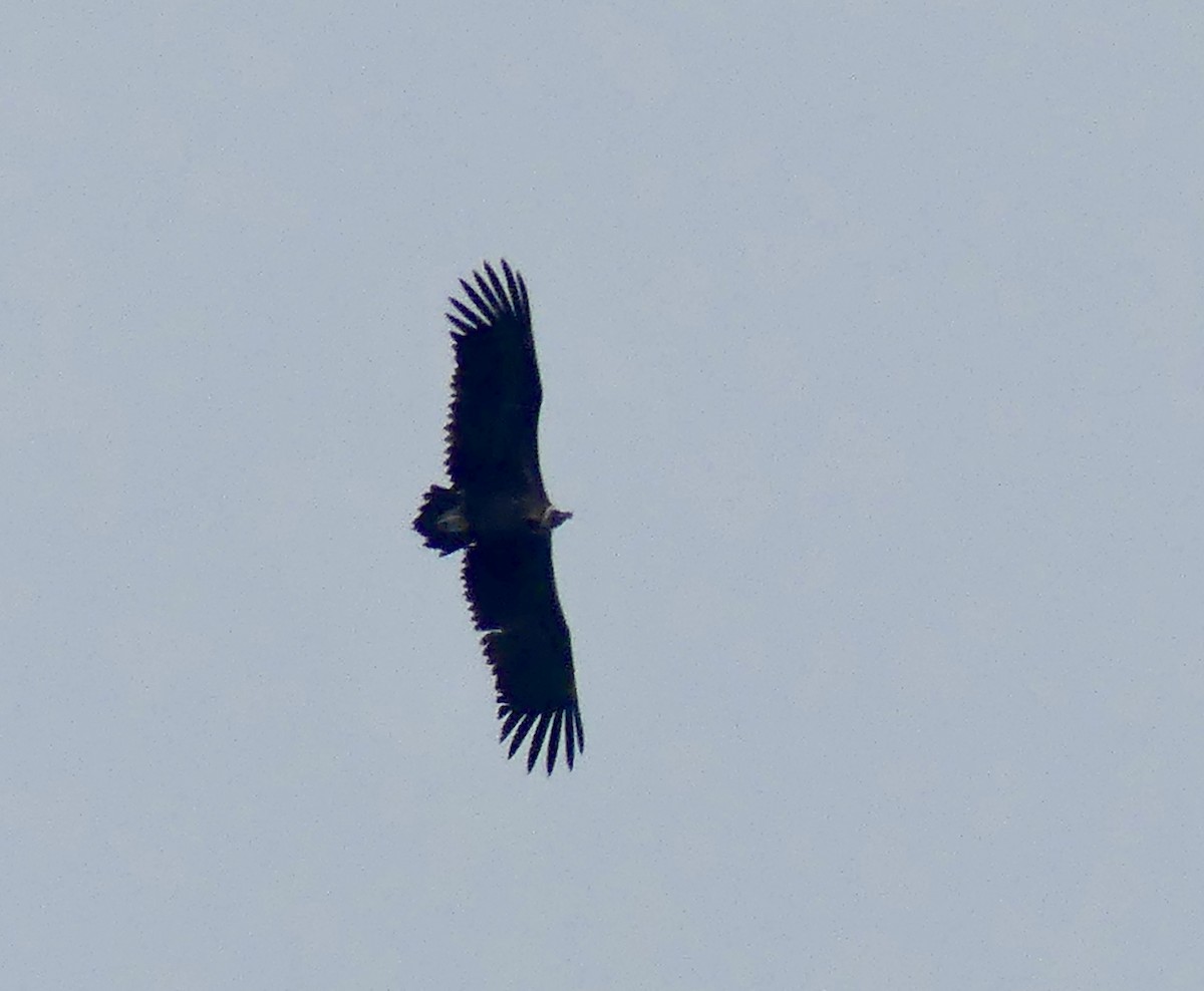 sup hnědý - ML646255345