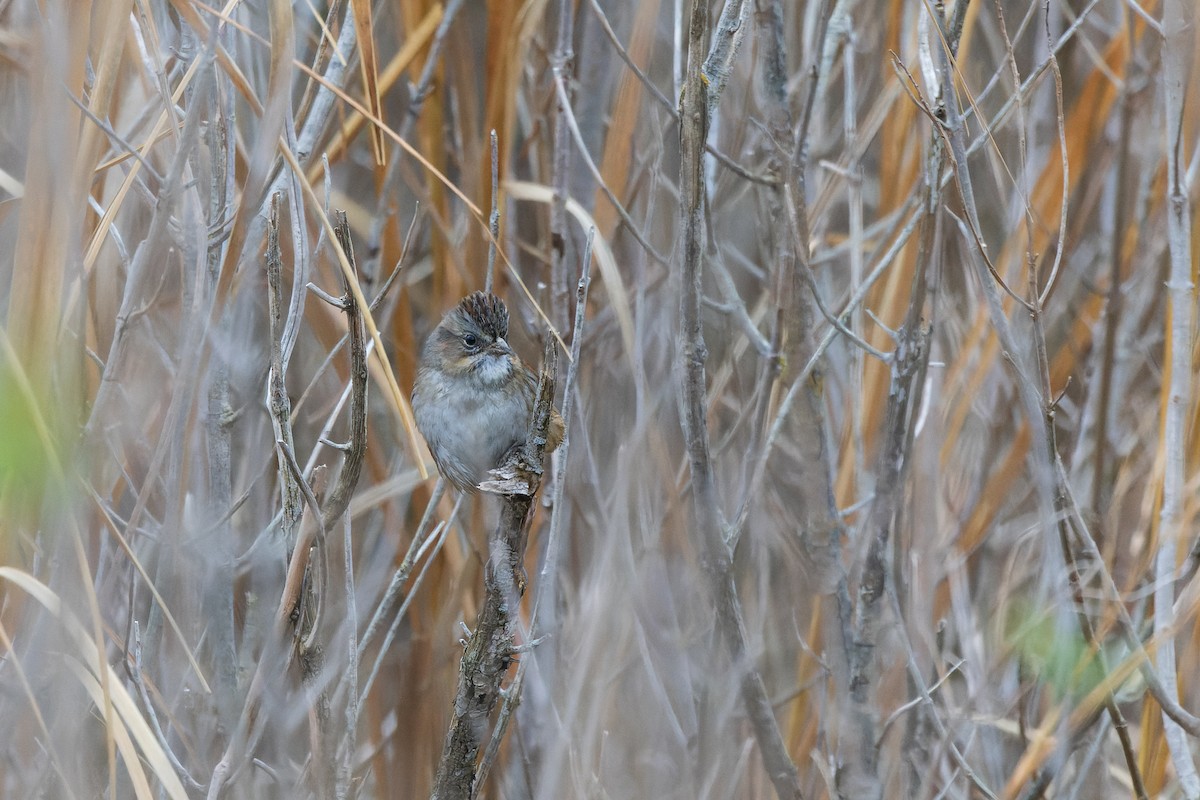 Swamp Sparrow - ML646255346