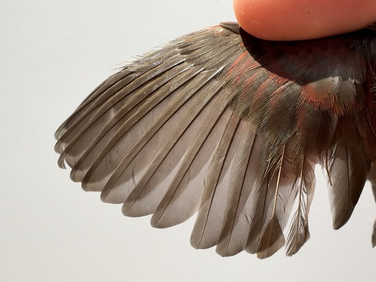 Red-billed Firefinch - ML646255347