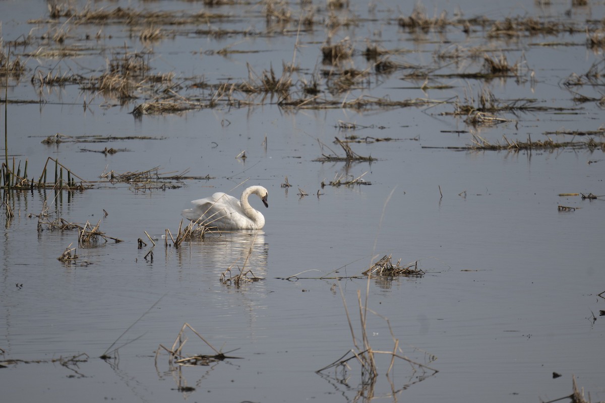 Tundra Swan - ML646255351