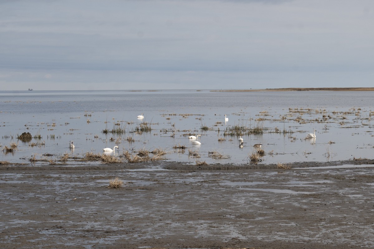 Tundra Swan - ML646255353