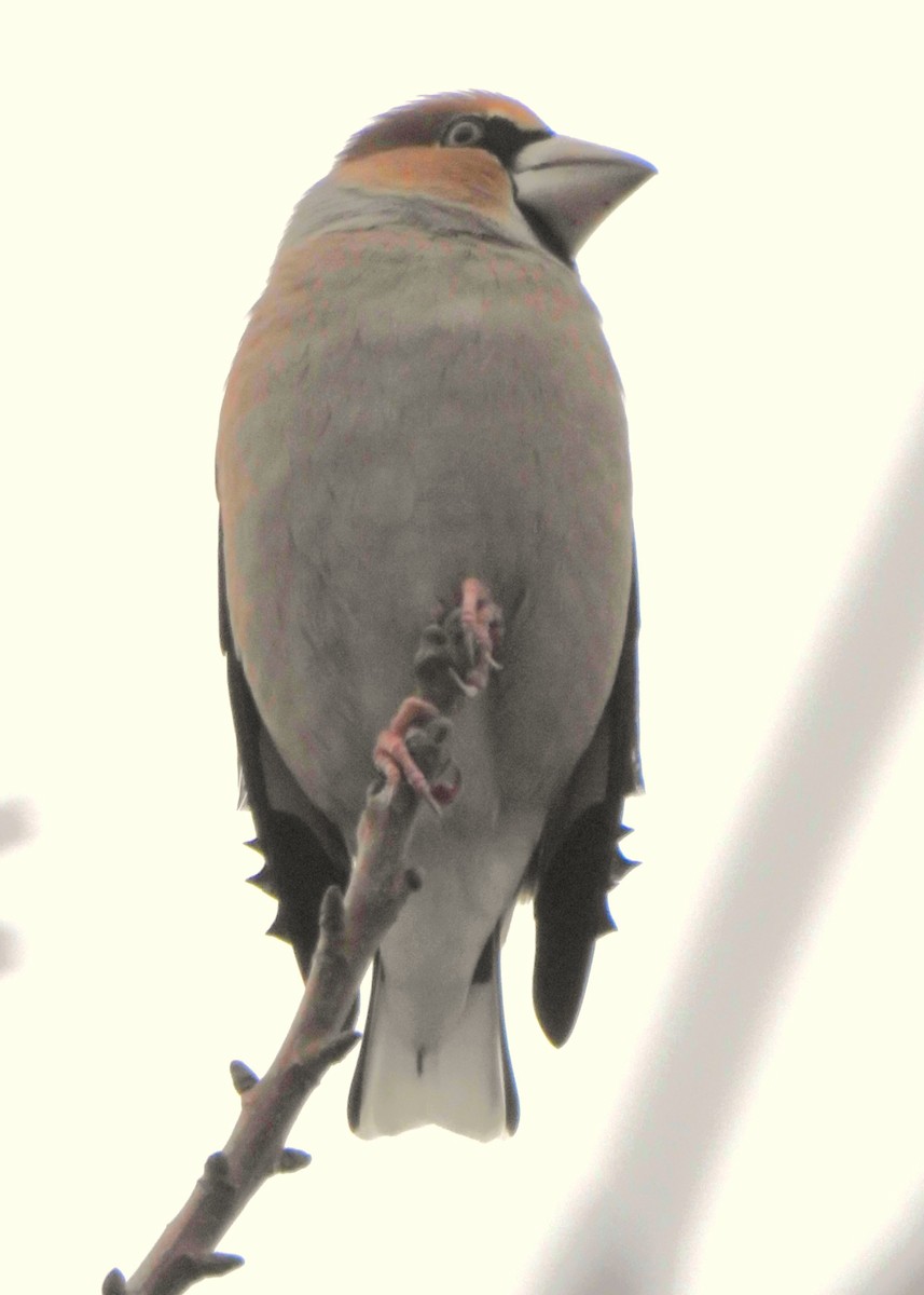 臘嘴雀 - ML646255374