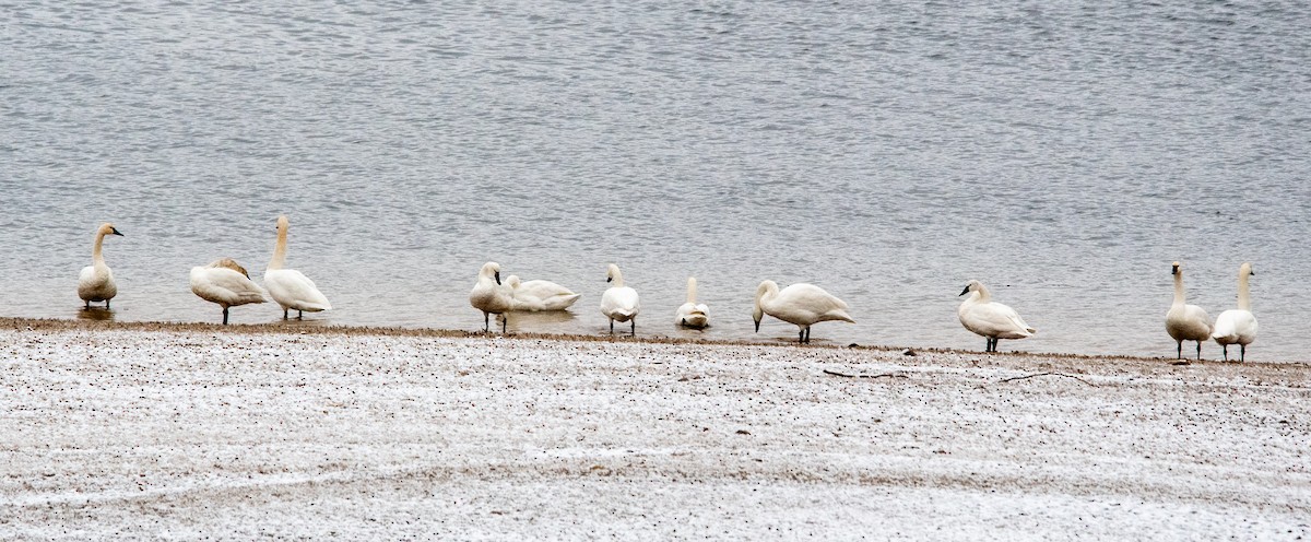 Cygne siffleur - ML646255376