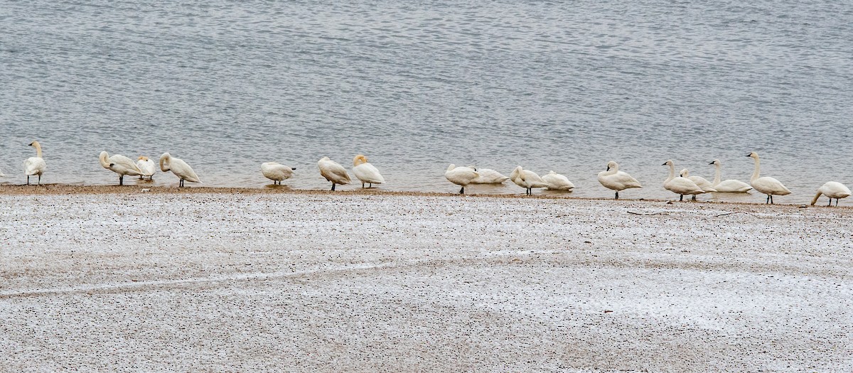 Cygne siffleur - ML646255377