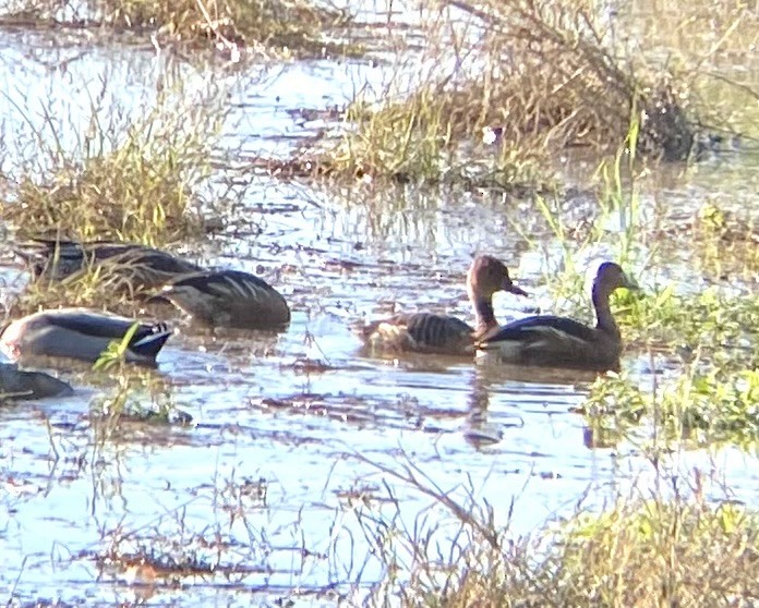 Fulvous Whistling-Duck - ML646255381