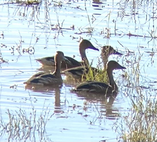 Fulvous Whistling-Duck - ML646255388