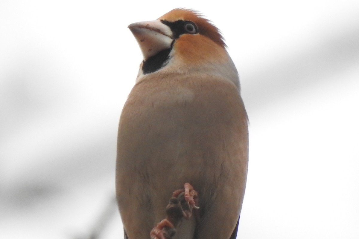 臘嘴雀 - ML646255390