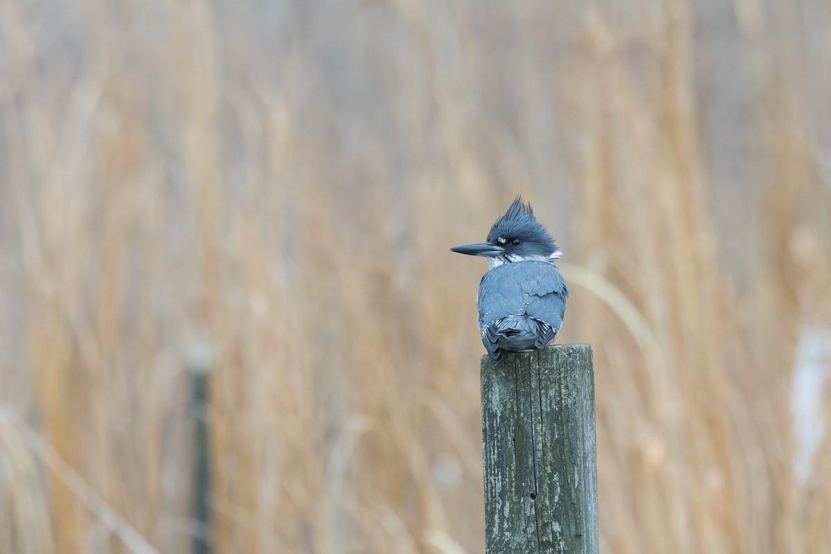 rybařík pruhoprsý - ML646255396