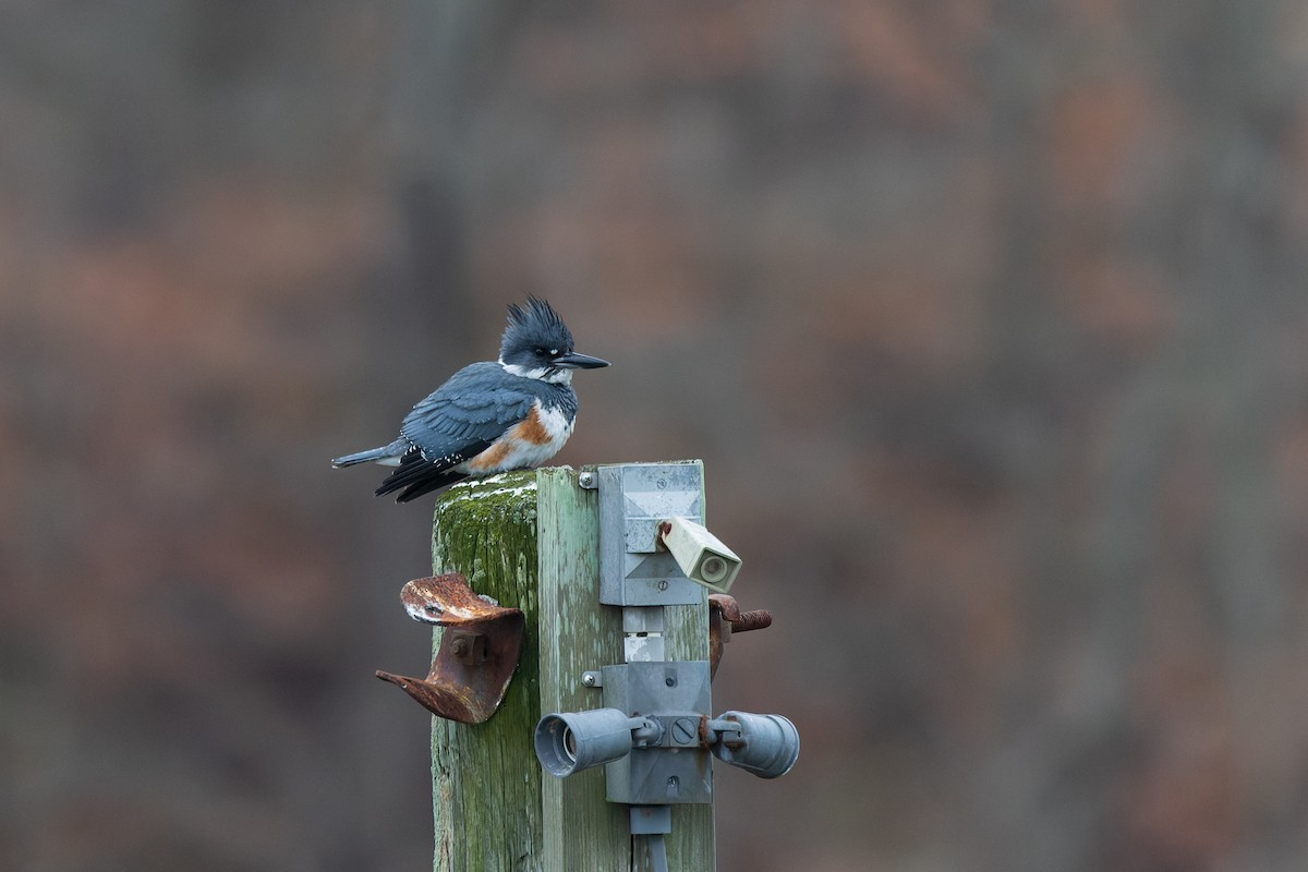 rybařík pruhoprsý - ML646255397