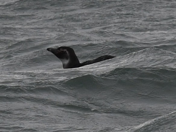 Magellanic Penguin - ML646255398