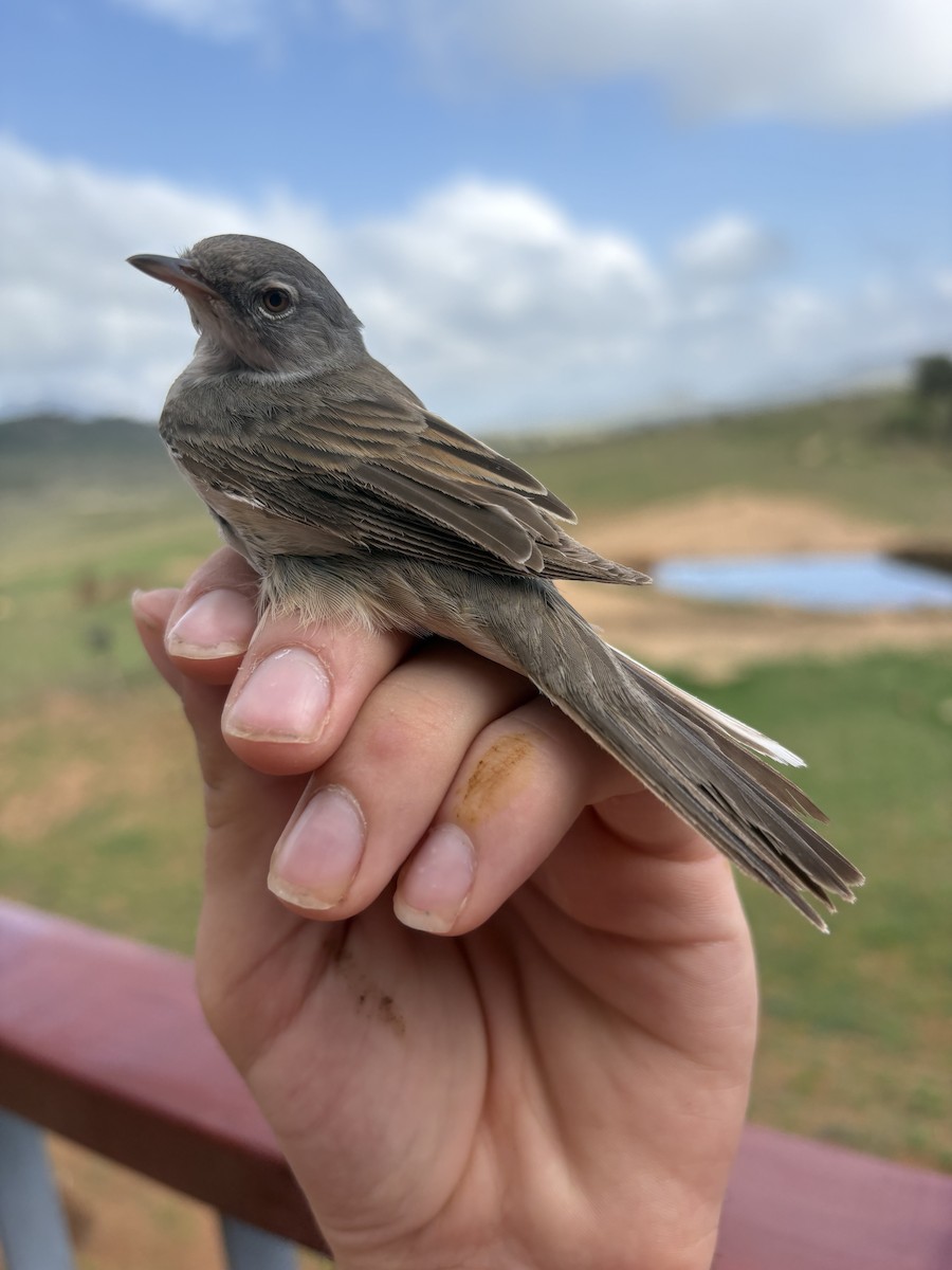 Greater Whitethroat - ML646255403