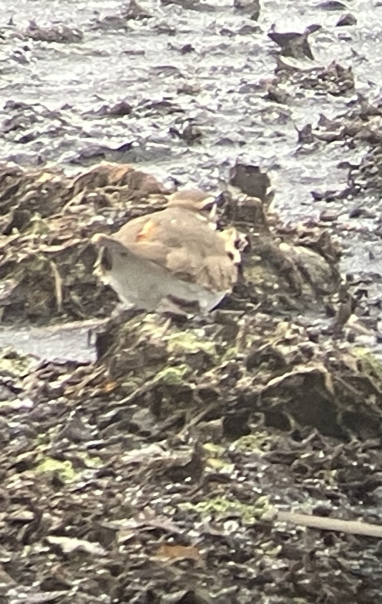 Killdeer - ML646255406