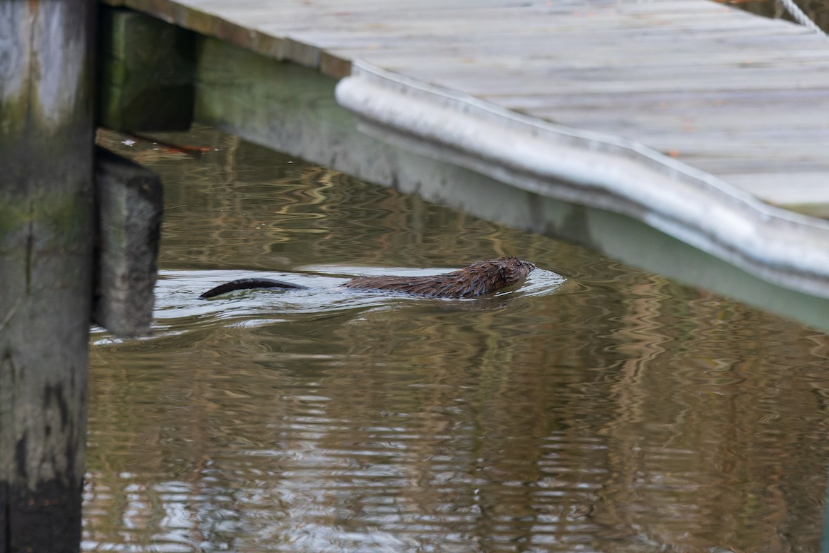 North American River Otter - ML646255407