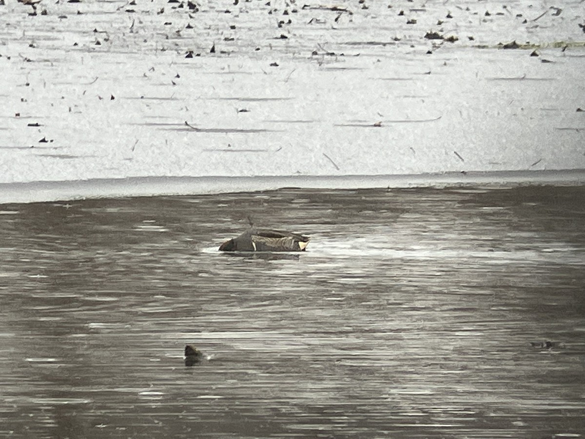 Green-winged Teal - ML646255426