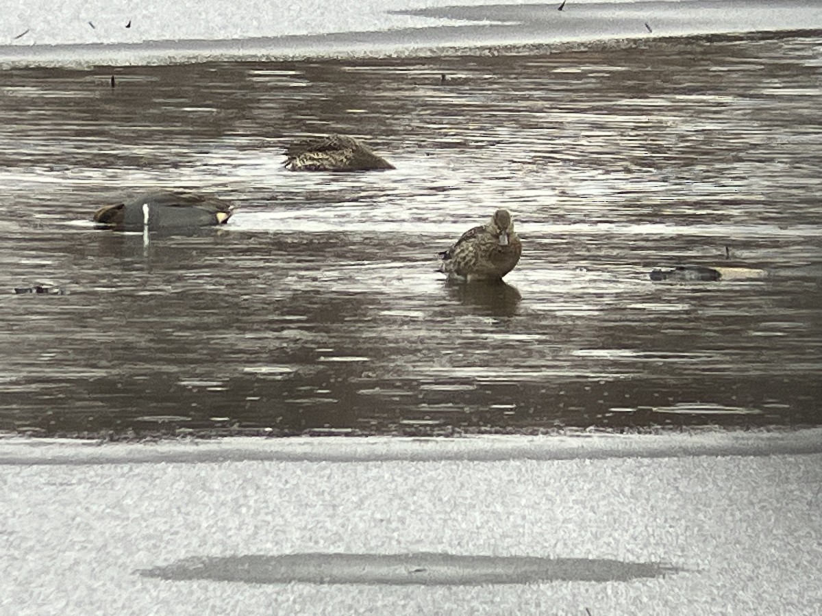 Green-winged Teal - ML646255427