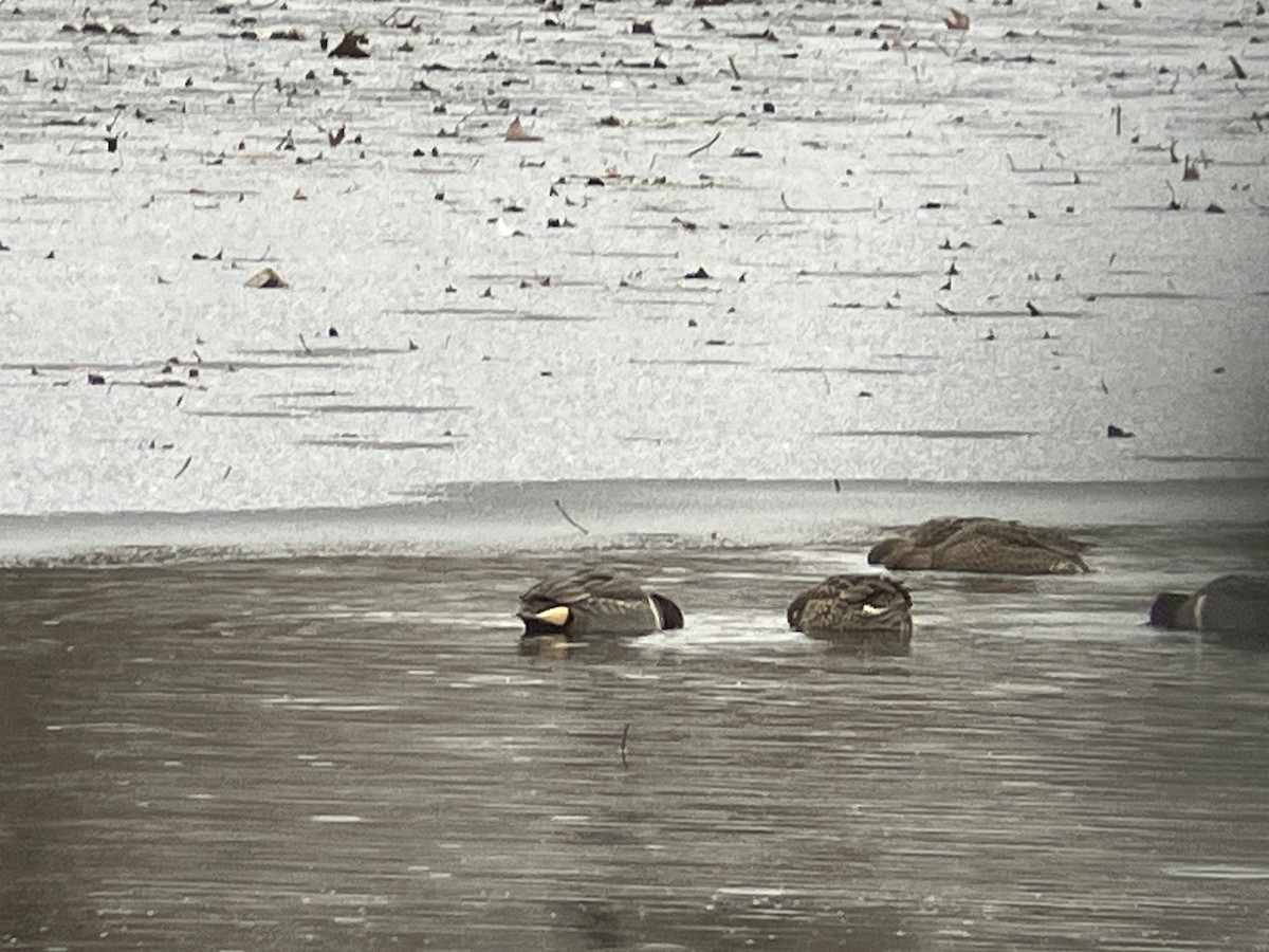 Green-winged Teal - ML646255428