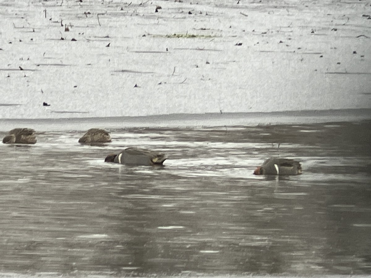 Green-winged Teal - ML646255429