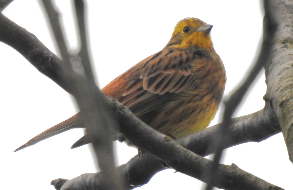 Yellowhammer - ML646255430