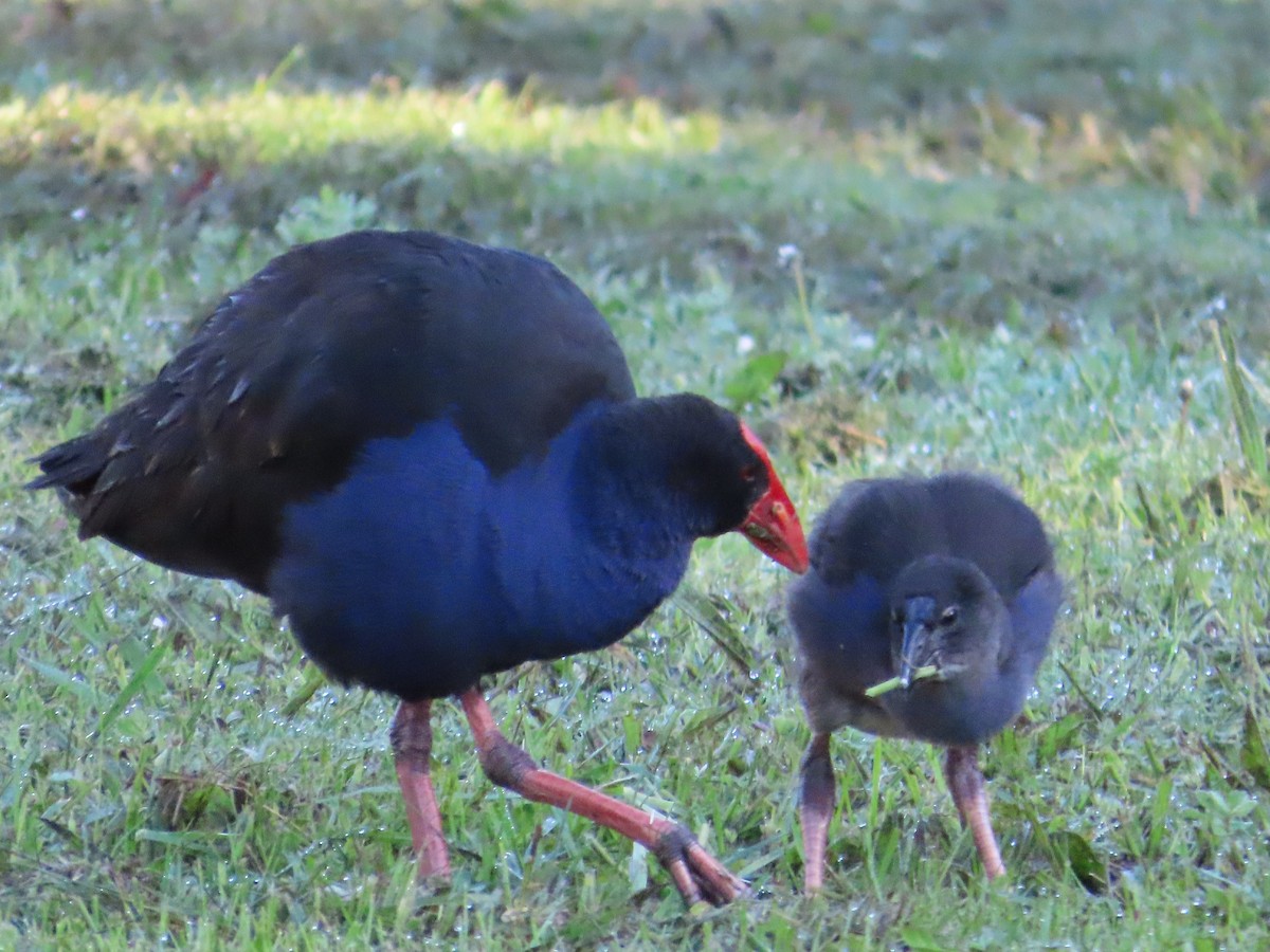 Australasian Swamphen - ML646255431