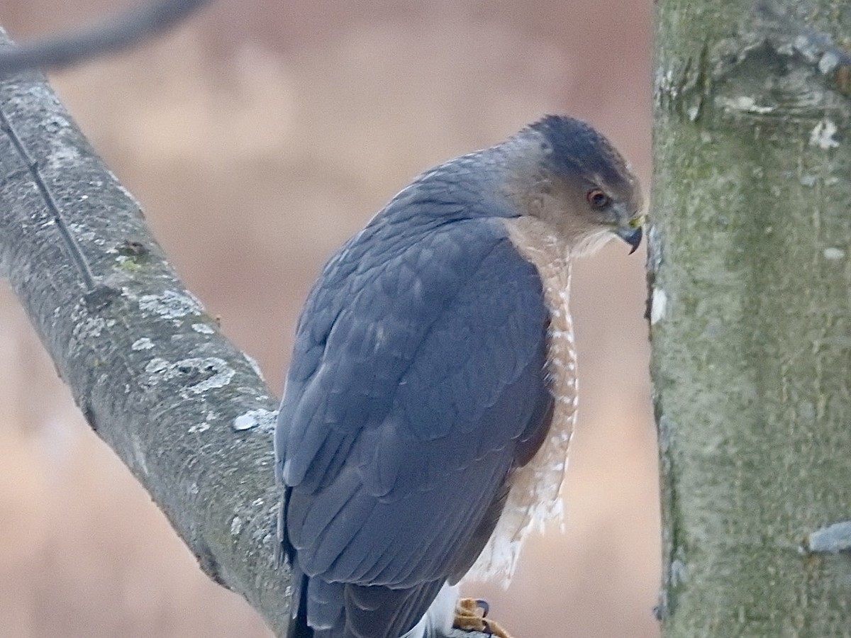 Cooper's Hawk - ML646255433