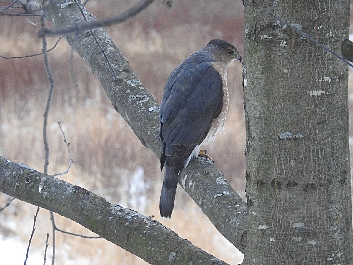 Cooper's Hawk - ML646255434