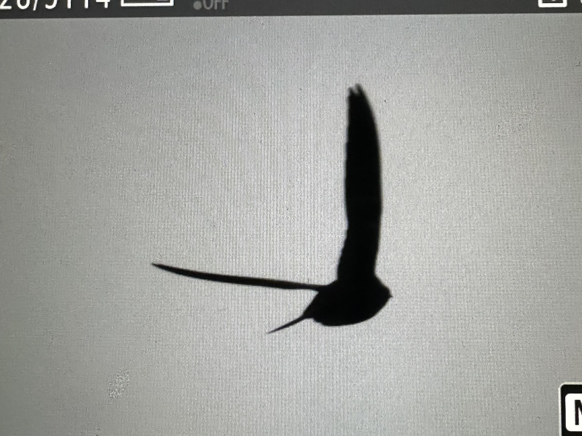 White-collared Swift - ML646255444