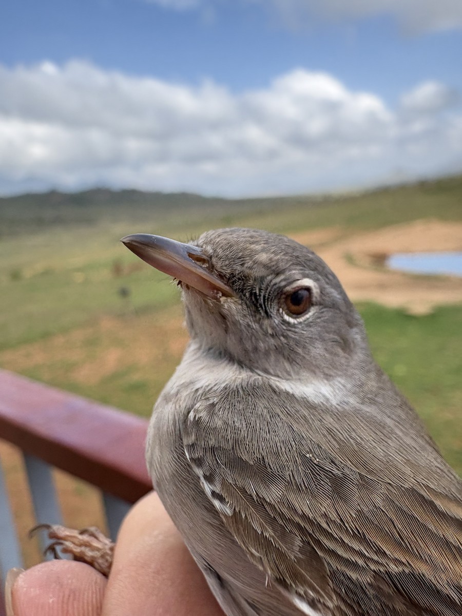 Greater Whitethroat - ML646255446