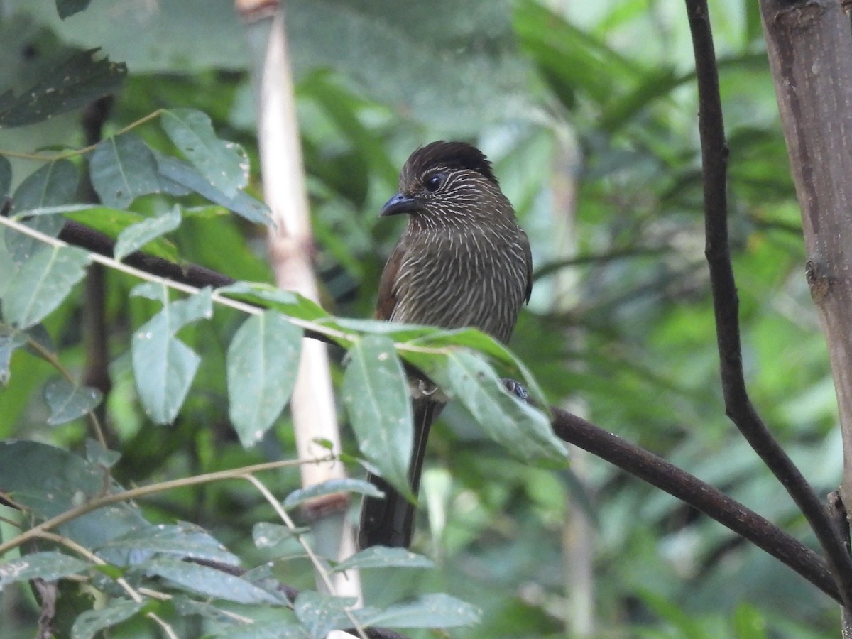 Striated Laughingthrush - ML646255450