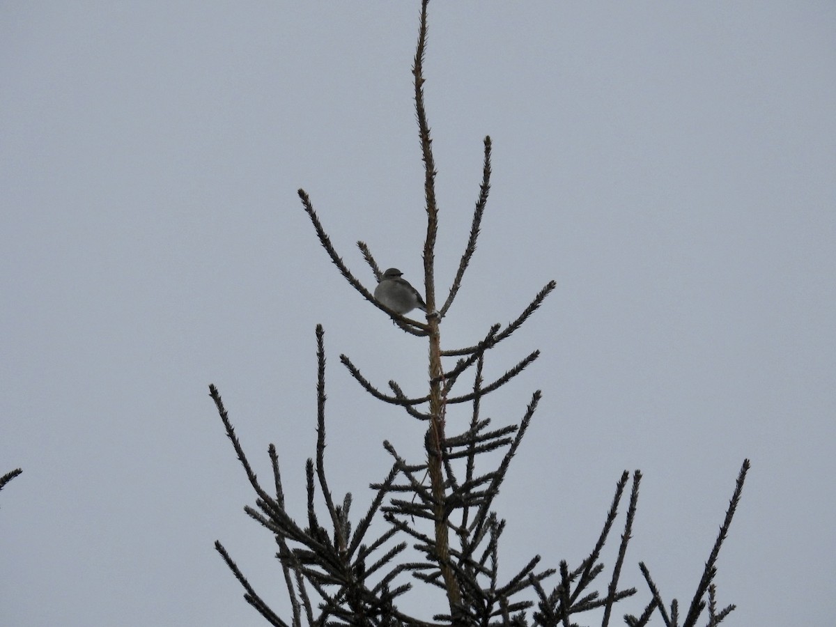 Northern Mockingbird - ML646255452