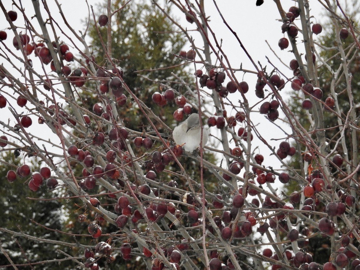 Northern Mockingbird - ML646255453
