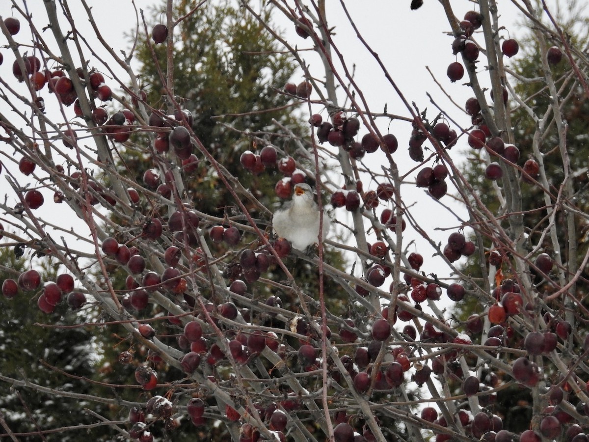 Northern Mockingbird - ML646255454